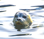 Wildlife on Quadra Island, seals